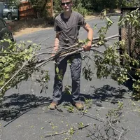 A crew member carrying an armful of cut branches across a driveway
